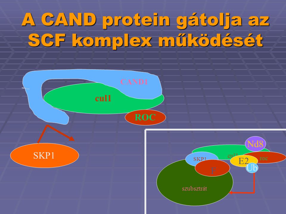 A CAND protein gátolja az SCF komplex működését cul1 ROC SKP1 CAND1 cul1 roc SKP1 F szubsztrát E2 Ub Nd8