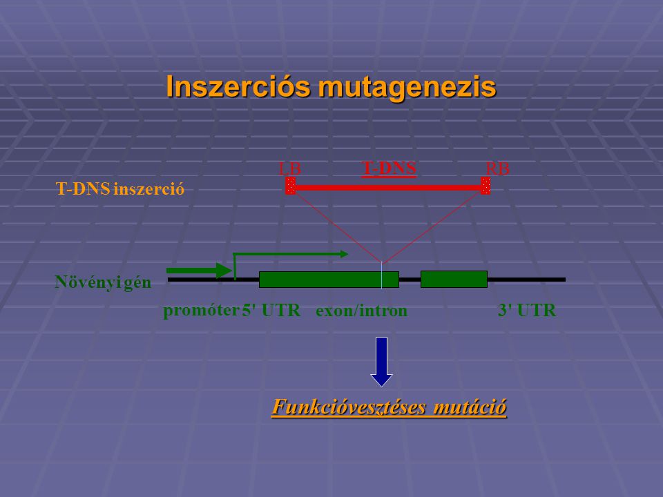 Inszerciós mutagenezis Növényi gén exon/intron promóter 5 UTR3 UTR T-DNS LBRB T-DNS inszerció Funkcióvesztéses mutáció Funkcióvesztéses mutáció