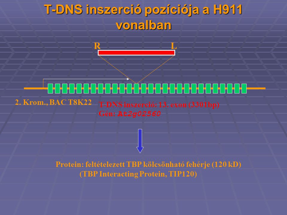 T-DNS inszerció pozíciója a H911 vonalban Protein: feltételezett TBP kölcsönható fehérje (120 kD) (TBP Interacting Protein, TIP120) T-DNS inszerció: 13.