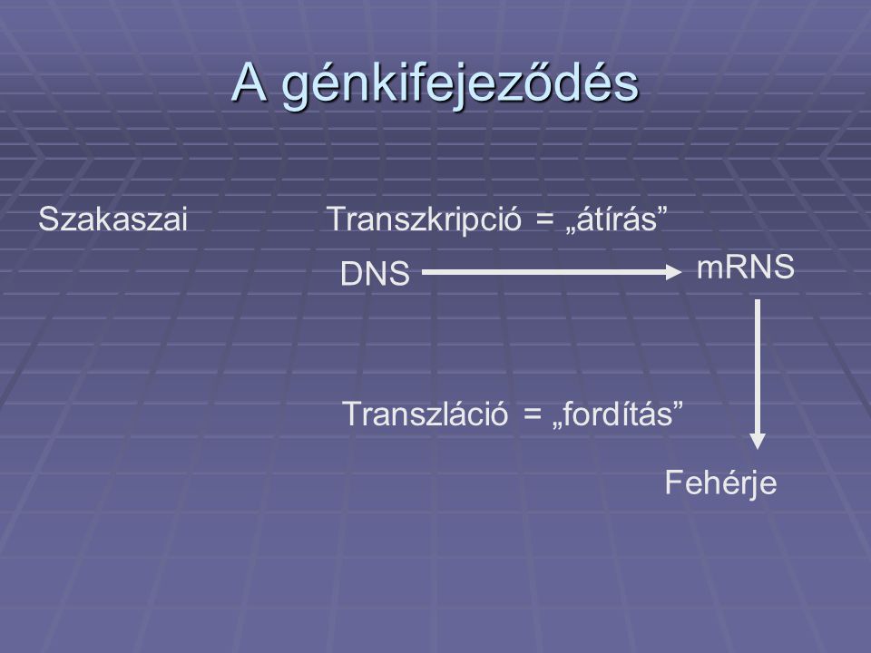 A génkifejeződés SzakaszaiTranszkripció = „átírás Transzláció = „fordítás DNS Fehérje mRNS