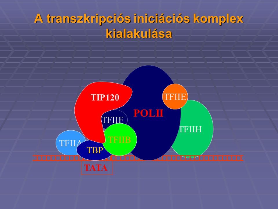 TFIIH TFIIA A transzkripciós iniciációs komplex kialakulása TATA TBP POLII TFIIF TFIIB TIP120 TFIIE