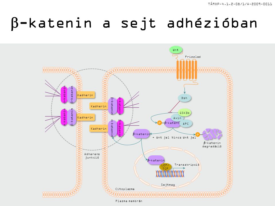 TÁMOP /1/A  -katenin a sejt adhézióban Sejtmag  -katenin LEF/ TCF LEF/ TCF Transzkripció Citoplazma Plazma membrán  -katenin Axin GSK3b APC  -katenin degradáció Wnt Frizzled Nincs Wnt jel Dsh  -katenin P P  -katenin Kadherin  -katenin Kadherin  katenin  -katenin Kadherin  -katenin  katenin Kadherin  katenin Adherens junkció + Wnt jel