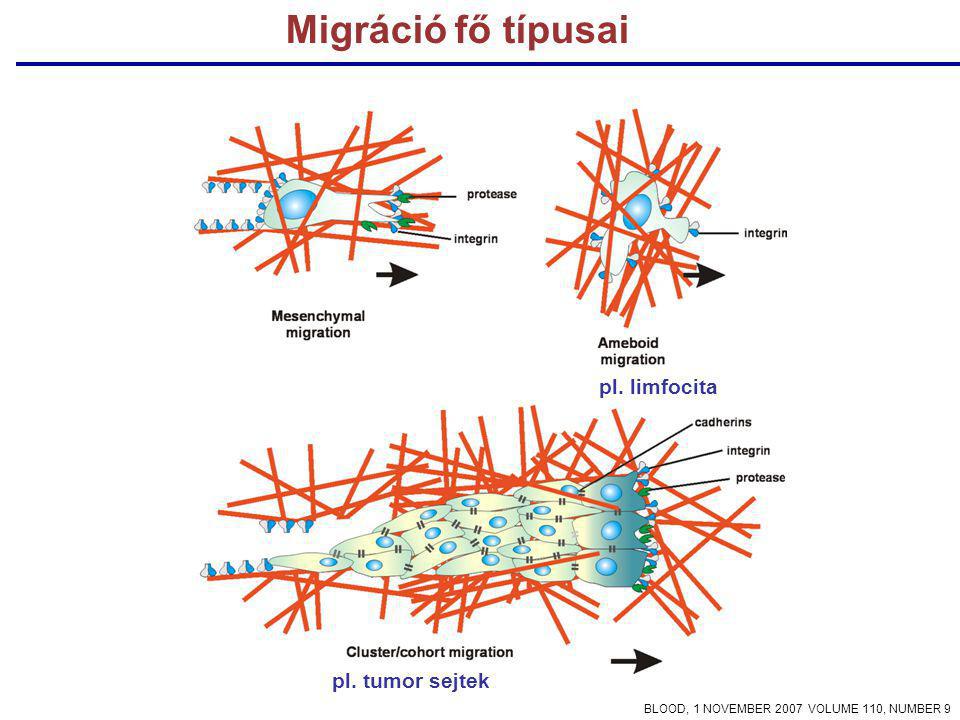 pl. tumor sejtek pl. limfocita Migráció fő típusai BLOOD, 1 NOVEMBER 2007 VOLUME 110, NUMBER 9