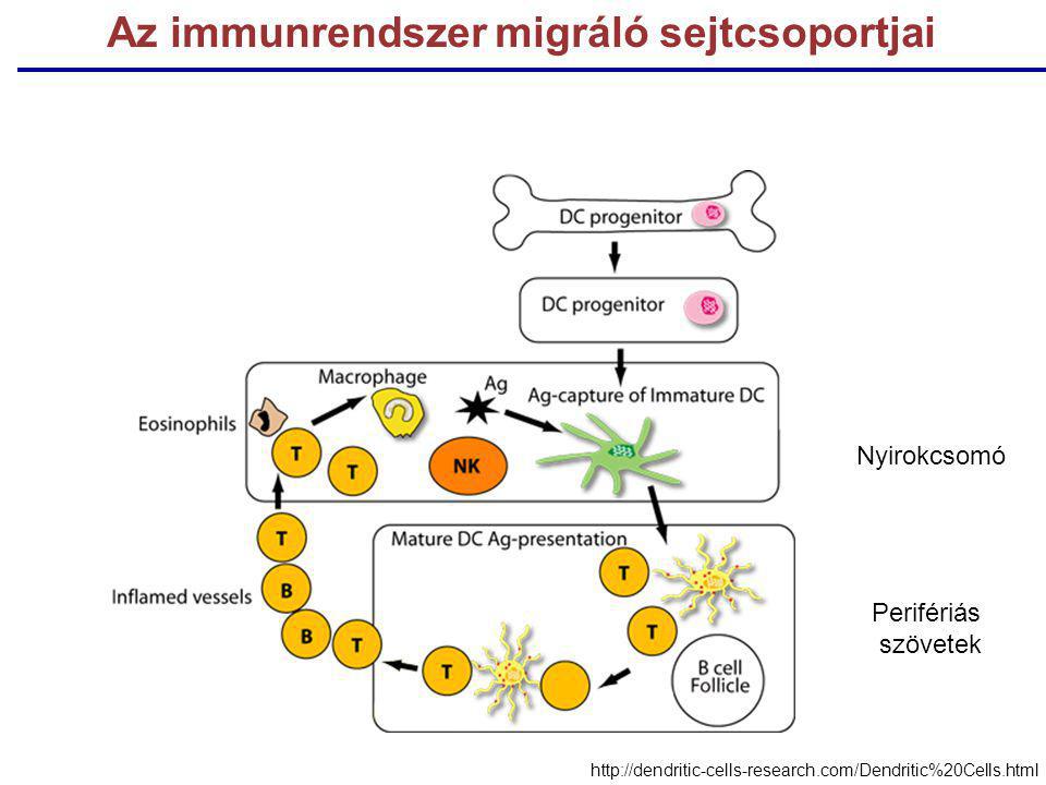Az immunrendszer migráló sejtcsoportjai   Nyirokcsomó Perifériás szövetek