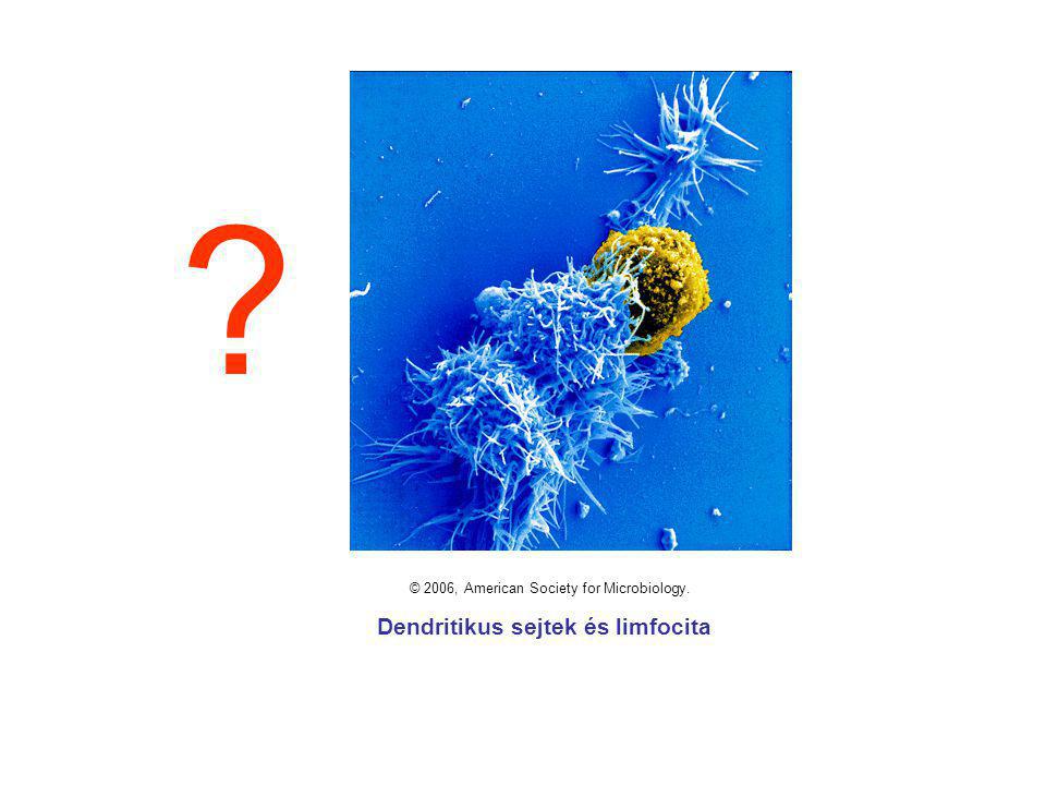 © 2006, American Society for Microbiology. Dendritikus sejtek és limfocita