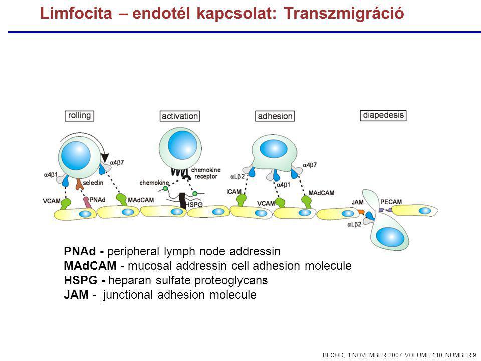 Limfocita – endotél kapcsolat: Transzmigráció PNAd - peripheral lymph node addressin MAdCAM - mucosal addressin cell adhesion molecule HSPG - heparan sulfate proteoglycans JAM - junctional adhesion molecule BLOOD, 1 NOVEMBER 2007 VOLUME 110, NUMBER 9
