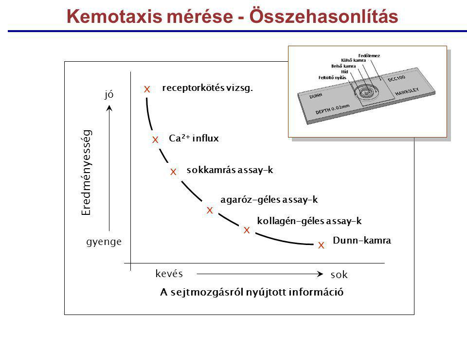 Kemotaxis mérése - Összehasonlítás x x x x x x receptorkötés vizsg.