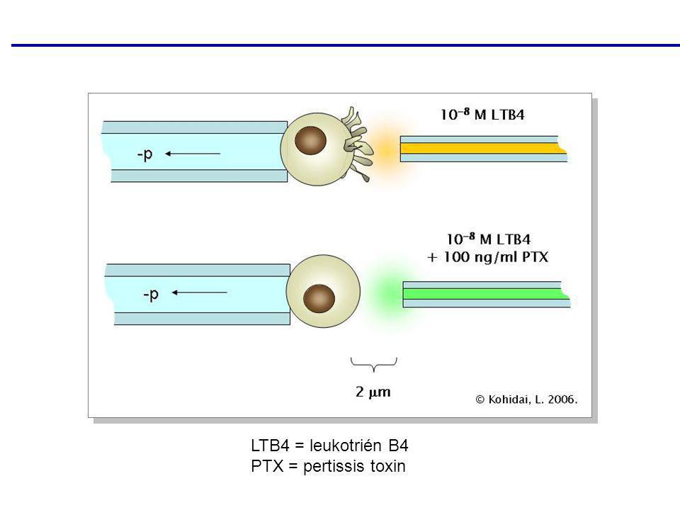 LTB4 = leukotrién B4 PTX = pertissis toxin