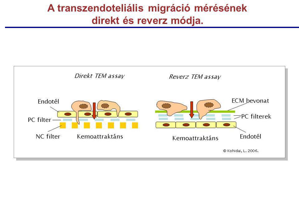 A transzendoteliális migráció mérésének direkt és reverz módja.