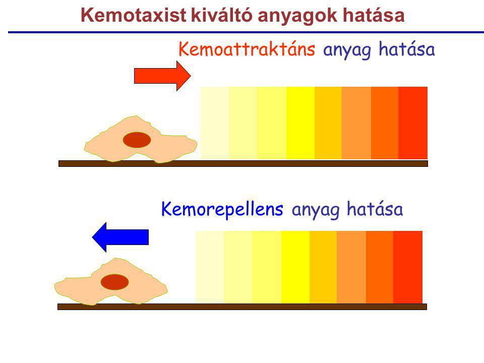 Kemoattraktáns anyag hatása Kemorepellens anyag hatása Kemotaxist kiváltó anyagok hatása
