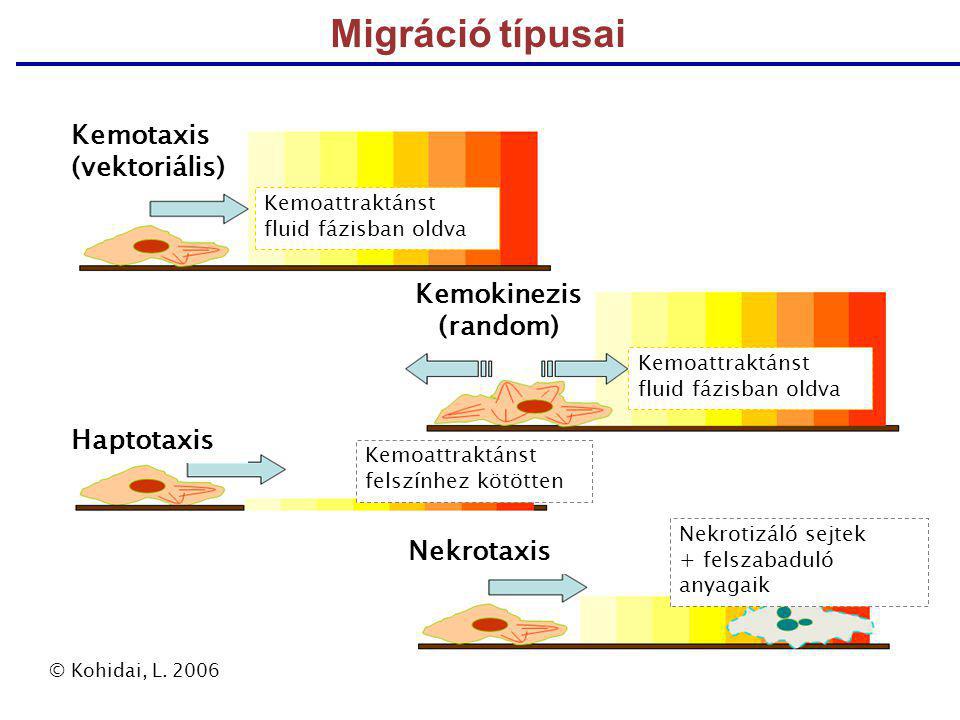 Migráció típusai Kemotaxis (vektoriális) Haptotaxis Kemokinezis (random) Kemoattraktánst fluid fázisban oldva Kemoattraktánst felszínhez kötötten Nekrotaxis Nekrotizáló sejtek + felszabaduló anyagaik © Kohidai, L.