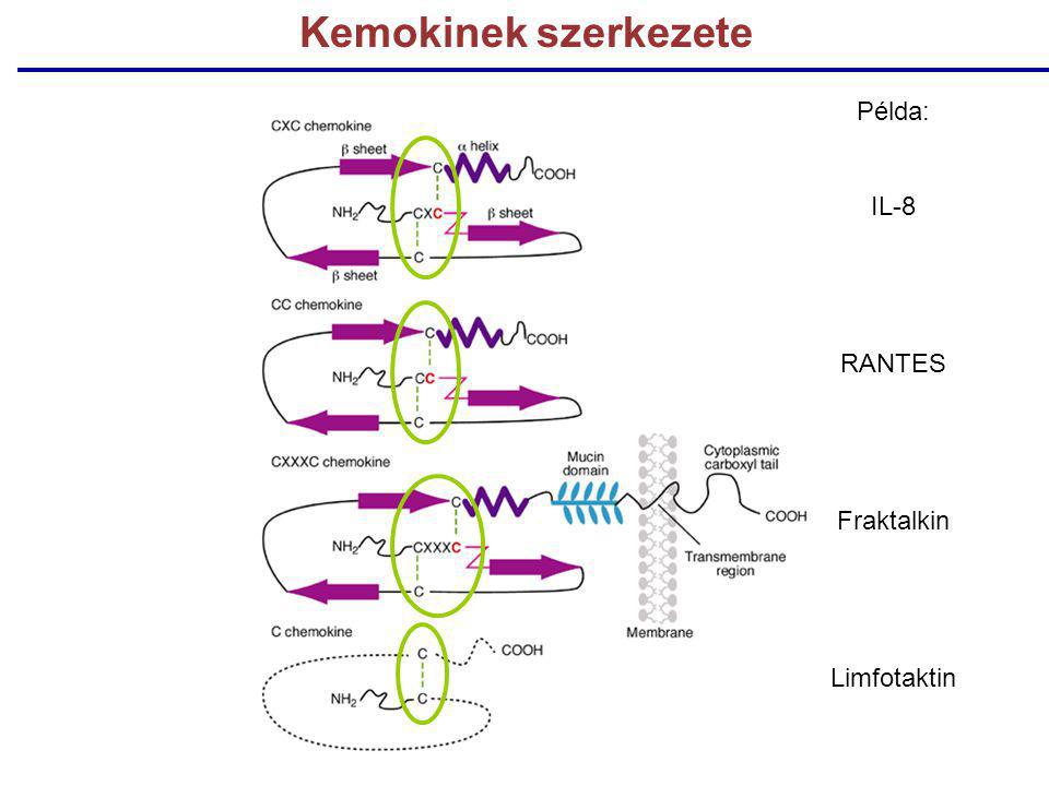 Kemokinek szerkezete Példa: IL-8 RANTES Fraktalkin Limfotaktin