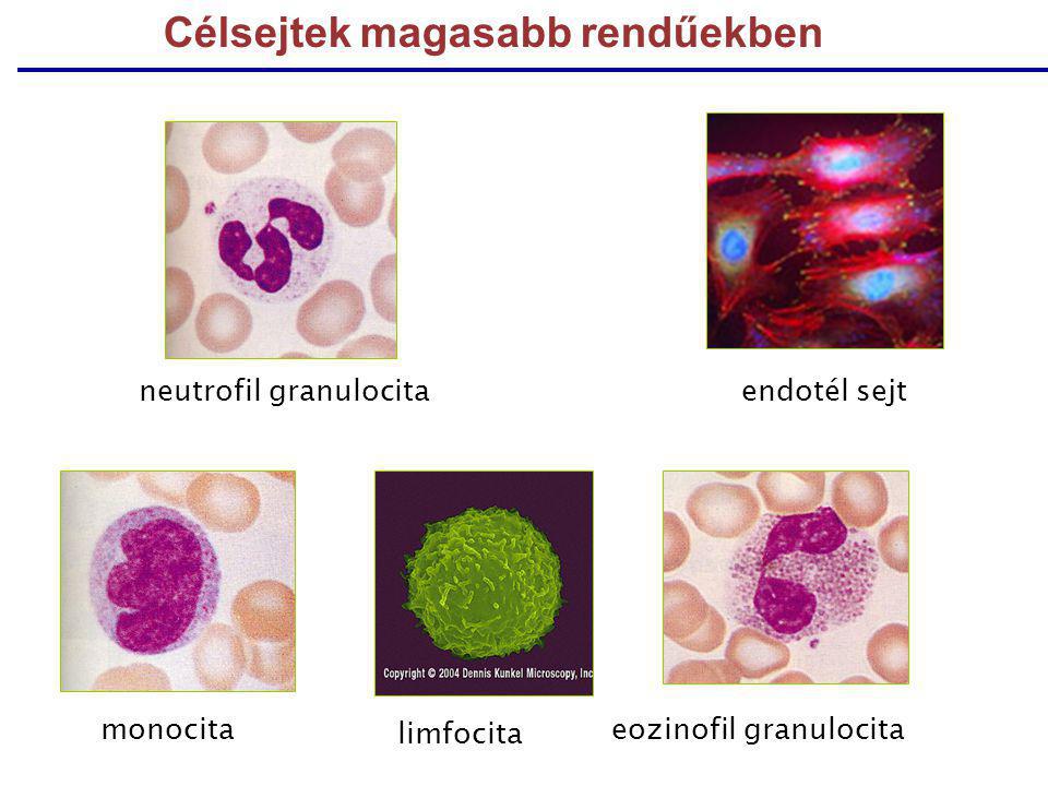 Célsejtek magasabb rendűekben neutrofil granulocitaendotél sejt monocitaeozinofil granulocita limfocita