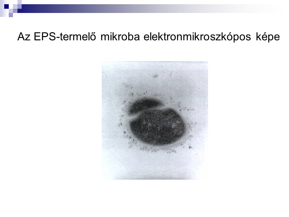 Az EPS-termelő mikroba elektronmikroszkópos képe