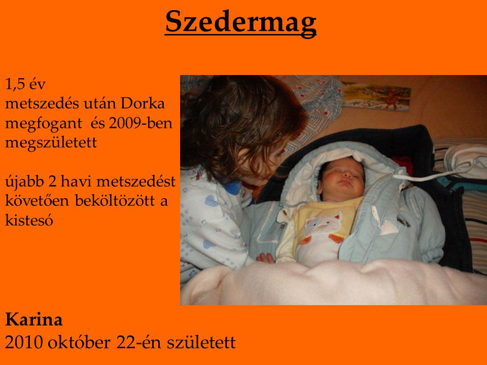 Szedermag 1,5 év metszedés után Dorka megfogant és 2009-ben megszületett újabb 2 havi metszedést követően beköltözött a kistesó Karina 2010 október 22-én született