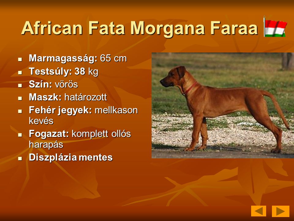 African Fata Morgana Faraa  Marmagasság: 65 cm  Testsúly: 38 kg  Szín: vörös  Maszk: határozott  Fehér jegyek: mellkason kevés  Fogazat: komplett ollós harapás  Diszplázia mentes