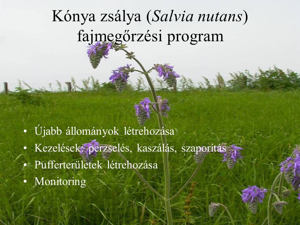 Kónya zsálya (Salvia nutans) fajmegőrzési program •Újabb állományok létrehozása •Kezelések: perzselés, kaszálás, szaporítás •Pufferterületek létrehozása •Monitoring