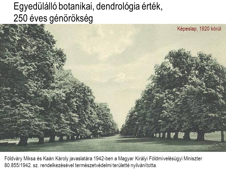 Egyedülálló botanikai, dendrológia érték, 250 éves génörökség Képeslap, 1920 körül Földváry Miksa és Kaán Károly javaslatára 1942-ben a Magyar Királyi Földmívelésügyi Miniszter /1942.