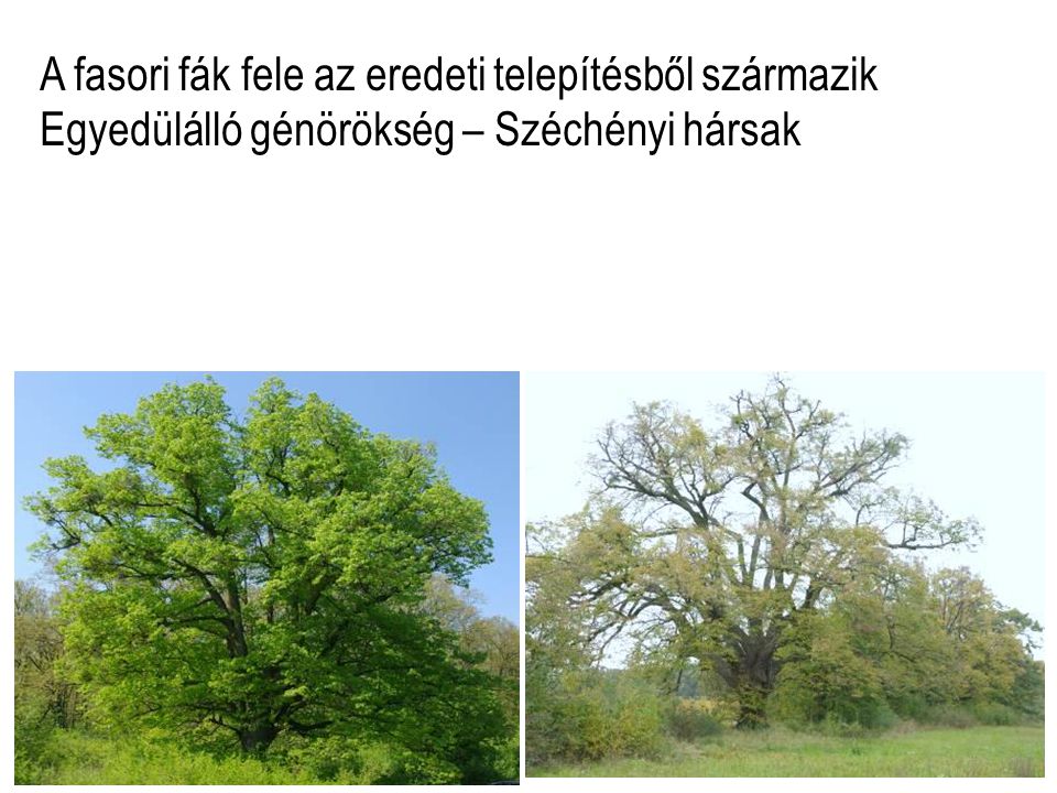 A fasori fák fele az eredeti telepítésből származik Egyedülálló génörökség – Széchényi hársak