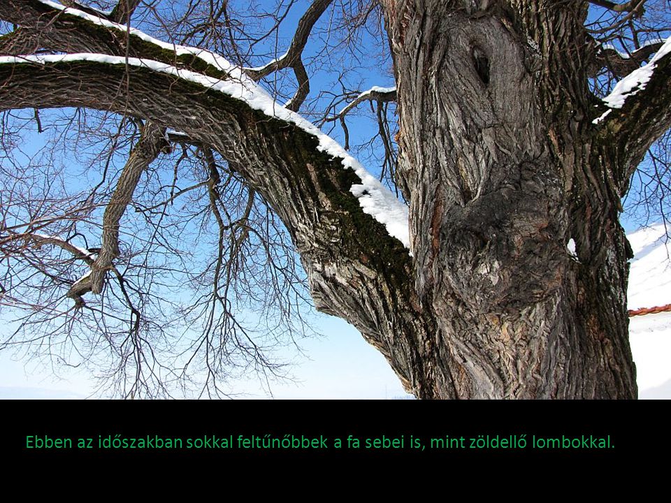 Ebben az időszakban sokkal feltűnőbbek a fa sebei is, mint zöldellő lombokkal.