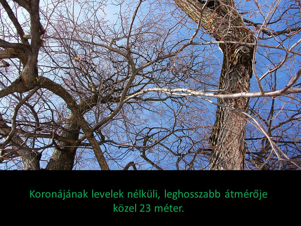 Koronájának levelek nélküli, leghosszabb átmérője közel 23 méter.