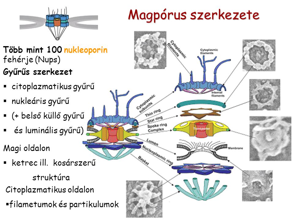 Magpórus szerkezete Több mint 100 nukleoporin fehérje (Nups) Gyűrűs szerkezet  citoplazmatikus gyűrű  nukleáris gyűrű  (+ belső küllő gyűrű  és luminális gyűrű) Citoplazmatikus oldalon  filametumok és partikulumok Magi oldalon  ketrec ill.