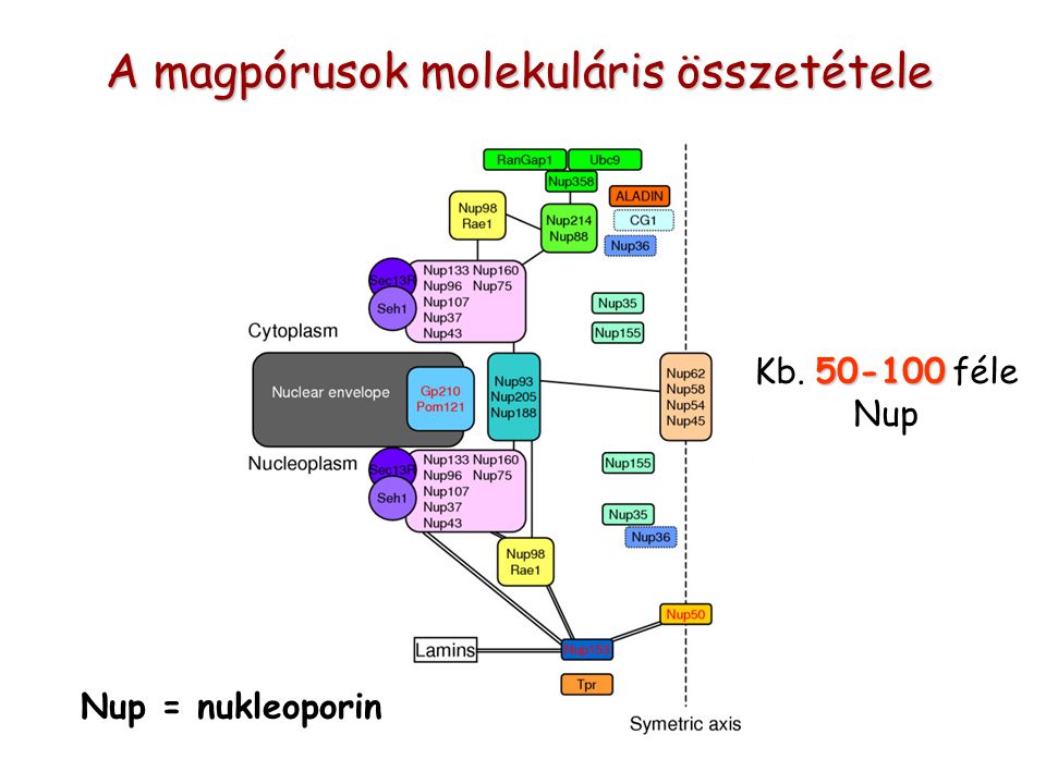 A magpórusok molekuláris összetétele Nup = nukleoporin Kb féle Nup