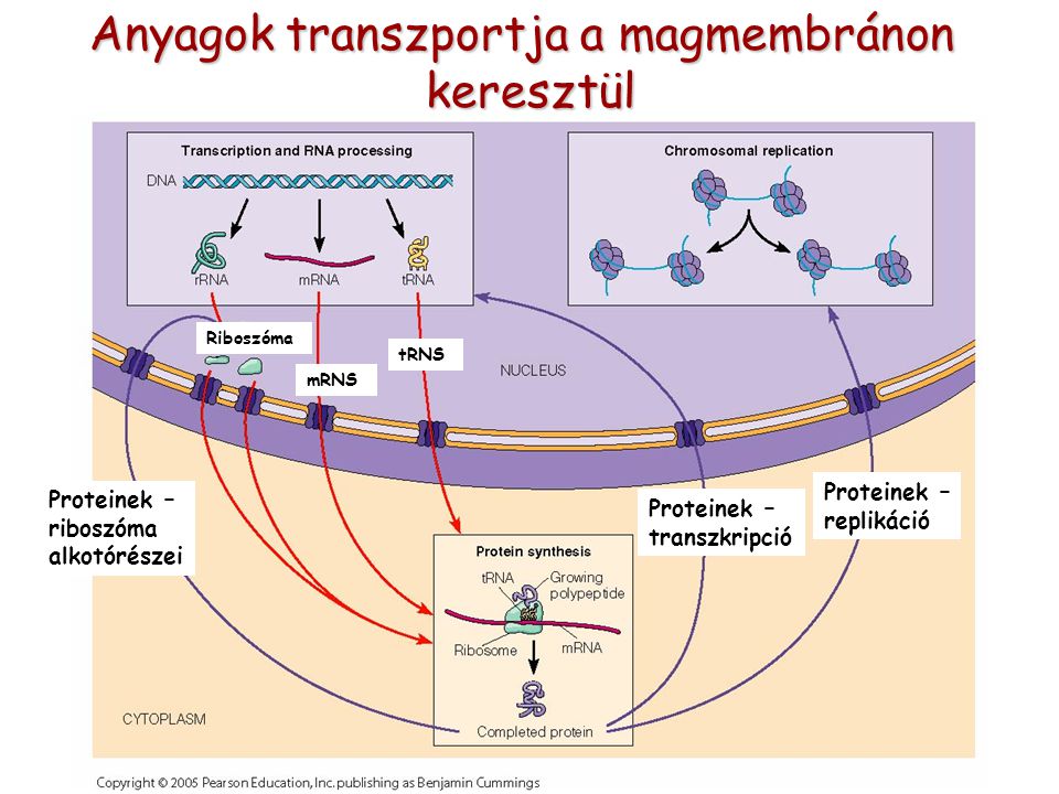 Anyagok transzportja a magmembránon keresztül keresztül Proteinek – transzkripció Proteinek – replikáció Proteinek – riboszóma alkotórészei Riboszóma mRNS tRNS