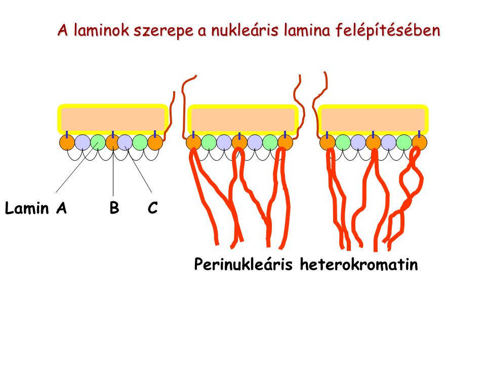 Lamin A B C Perinukleáris heterokromatin A laminok szerepe a nukleáris lamina felépítésében