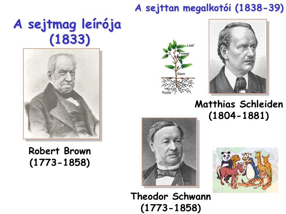 Robert Brown ( ) A sejtmag leírója (1833) Theodor Schwann ( ) Matthias Schleiden ( ) A sejttan megalkotói ( )