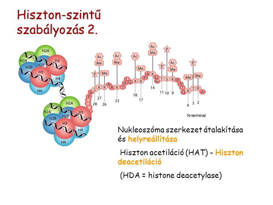 Nukleoszóma szerkezet átalakítása és helyreállítása Hiszton acetiláció (HAT) - Hiszton deacetiláció (HDA = histone deacetylase) Hiszton-szintű szabályozás 2.