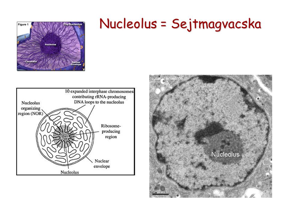 Nucleolus = Sejtmagvacska