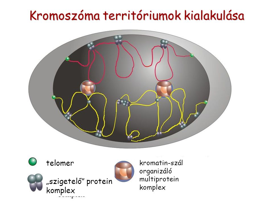 Kromoszóma territóriumok kialakulása telomer „szigetelő protein komplex kromatin-szál organizáló multiprotein komplex