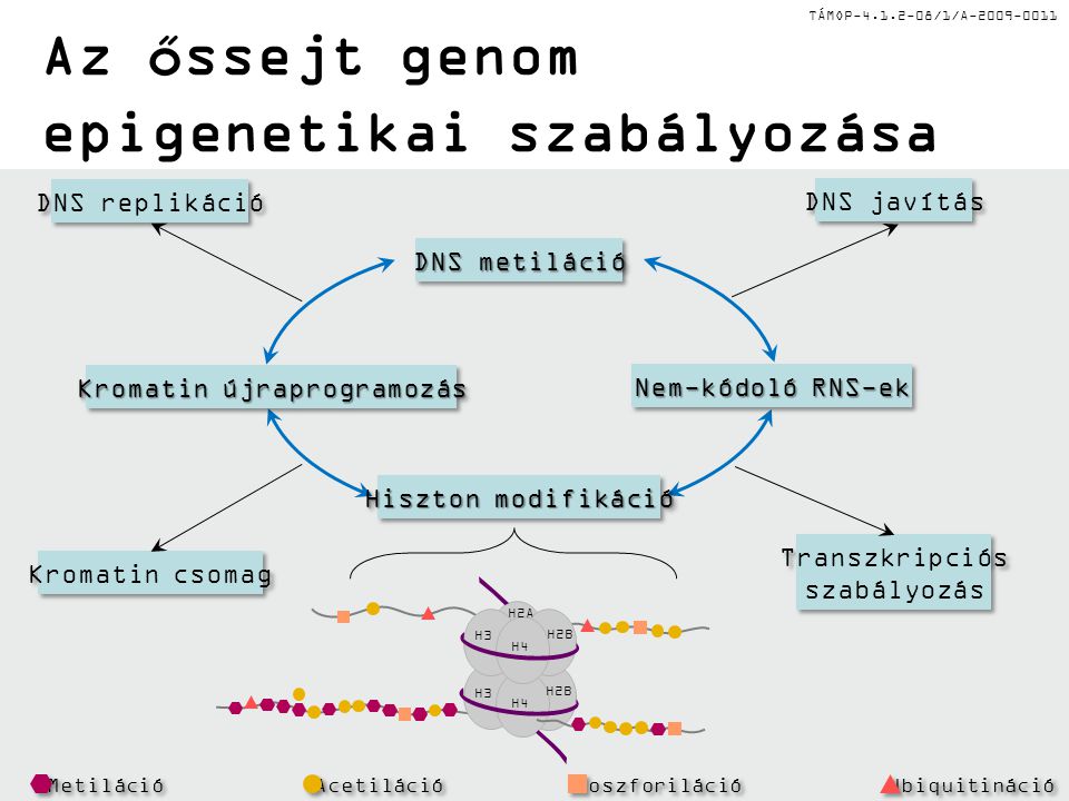 TÁMOP /1/A Az őssejt genom epigenetikai szabályozása DNS replikáció DNS javítás Kromatin csomag Transzkripciós szabályozás Transzkripciós szabályozás Hiszton modifikáció Kromatin újraprogramozás DNS metiláció Nem-kódoló RNS-ek H3 H4 H2B H2A H3 H4 H2B