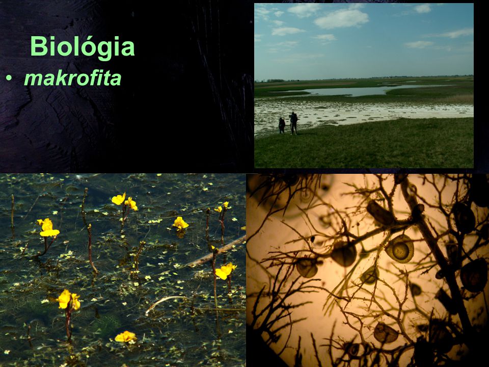 Biológia makrofita