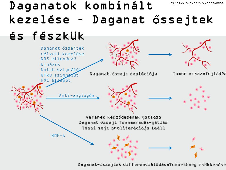 TÁMOP /1/A Daganatok kombinált kezelése – Daganat őssejtek és fészkük Daganat őssejtek célzott kezelése DNS ellenőrző kinázok Notch szignálút NFkB szignálút ROS állapot Tumor visszafejlődése Daganat-őssejt depléciója Anti-angiogén BMP-k Daganat-őssejtek differenciálódása Tumortömeg csökkenése Vérerek képződésének gátlása Daganat őssejt fennmaradás-gátlás Többi sejt proliferációja leáll