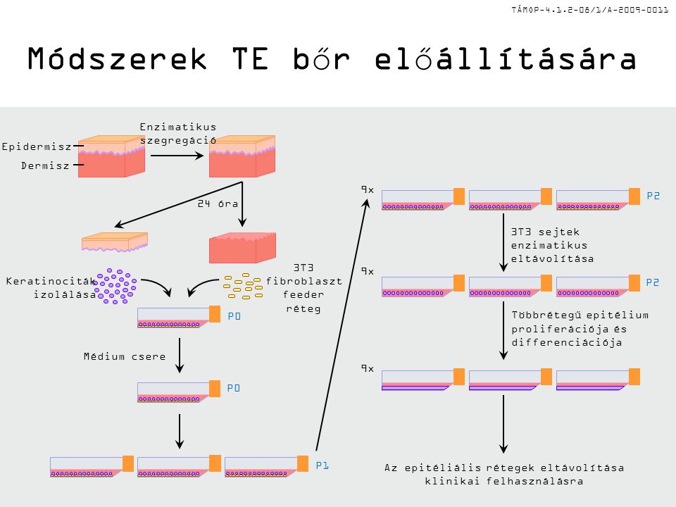 TÁMOP /1/A Módszerek TE bőr előállítására Az epitéliális rétegek eltávolítása klinikai felhasználásra 9x 3T3 sejtek enzimatikus eltávolítása Többrétegű epitélium proliferációja és differenciációja 9x P2 Médium csere P0 P1 Dermisz Epidermisz Keratinociták izolálása 3T3 fibroblaszt feeder réteg Enzimatikus szegregáció 24 óra