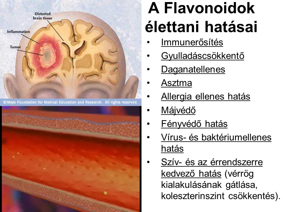 A Flavonoidok élettani hatásai Immunerősítés Gyulladáscsökkentő Daganatellenes Asztma Allergia ellenes hatás Májvédő Fényvédő hatás Vírus- és baktériumellenes hatás Szív- és az érrendszerre kedvező hatás (vérrög kialakulásának gátlása, koleszterinszint csökkentés).