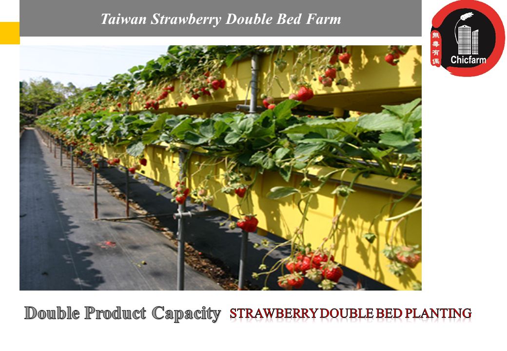 Az Audi Hungaria elvárásai és részvétele a magyar regionális repülőterek fejlesztésében Taiwan Strawberry Double Bed Farm