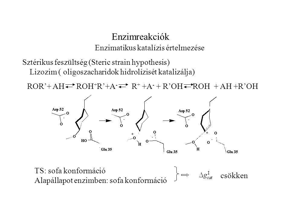 Enzimreakciók Enzimatikus katalízis értelmezése Sztérikus feszültség (Steric strain hypothesis) TS: sofa konformáció Alapállapot enzimben: sofa konformáció csökken Lizozim ( oligoszacharidok hidrolízisét katalizálja) ROR’+ AH ROH + R’+A - R + +A - + R’OH ROH + AH +R’OH