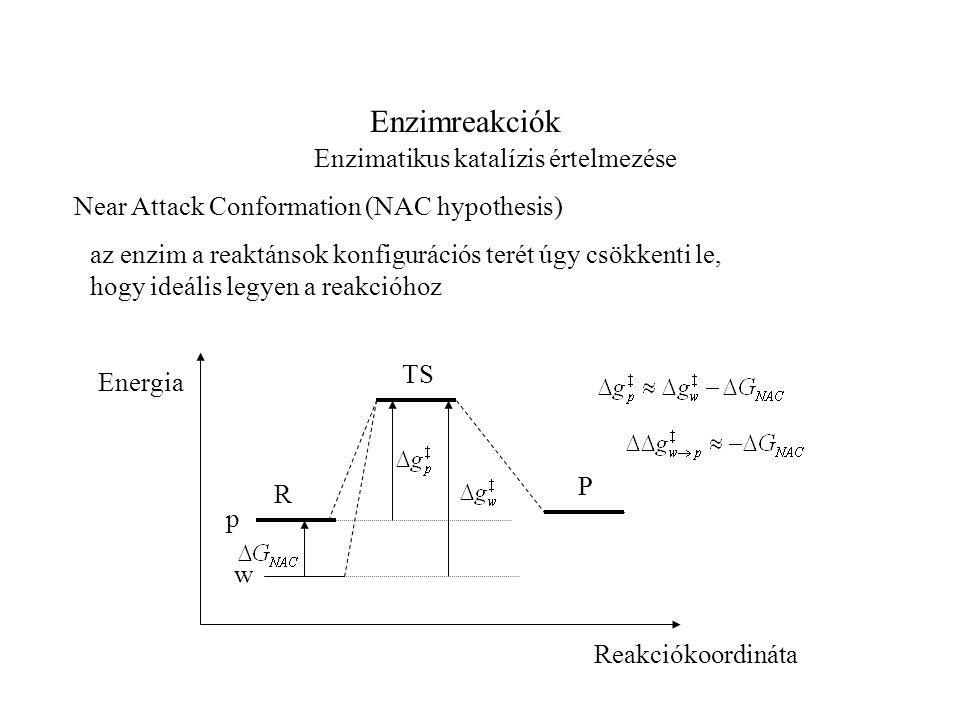 Enzimreakciók Enzimatikus katalízis értelmezése Near Attack Conformation (NAC hypothesis) az enzim a reaktánsok konfigurációs terét úgy csökkenti le, hogy ideális legyen a reakcióhoz TS R P Reakciókoordináta Energia w p