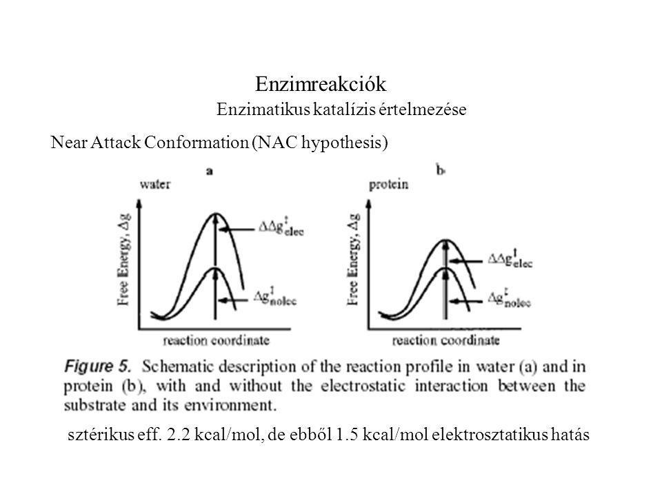 Enzimreakciók Enzimatikus katalízis értelmezése Near Attack Conformation (NAC hypothesis) sztérikus eff.