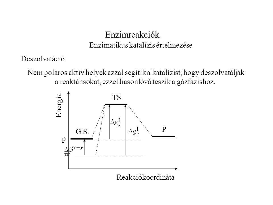 Enzimreakciók Enzimatikus katalízis értelmezése Deszolvatáció Nem poláros aktív helyek azzal segítik a katalízist, hogy deszolvatálják a reaktánsokat, ezzel hasonlóvá teszik a gázfázishoz.