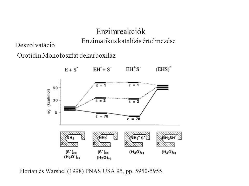 Enzimreakciók Enzimatikus katalízis értelmezése Florian és Warshel (1998) PNAS USA 95, pp.