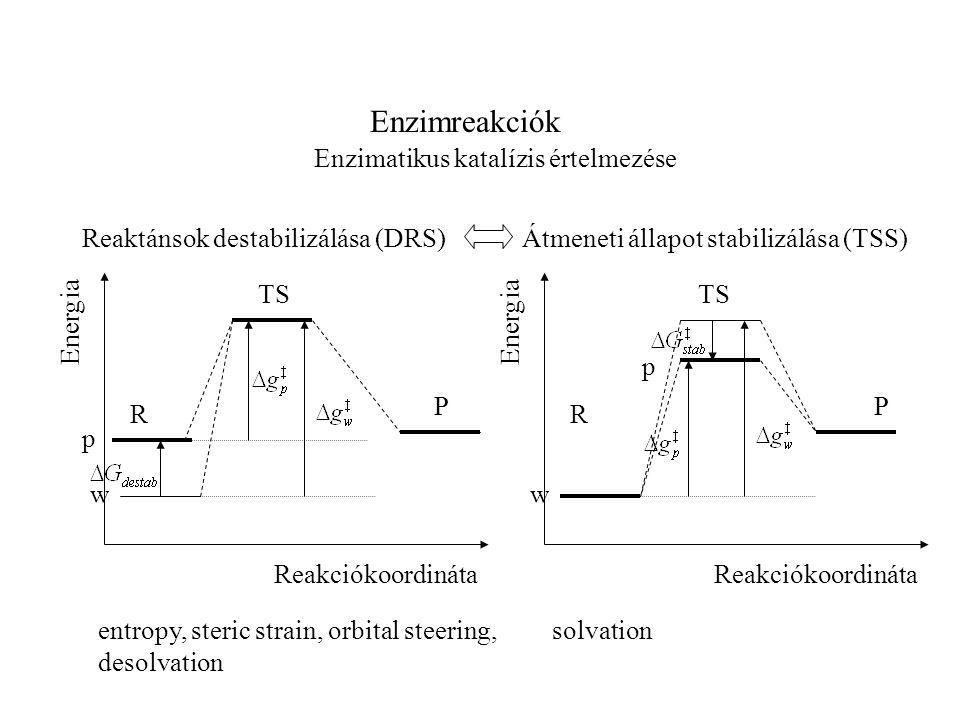 Enzimreakciók Enzimatikus katalízis értelmezése Reaktánsok destabilizálása (DRS) TS R P Reakciókoordináta Energia w p Átmeneti állapot stabilizálása (TSS) TS R P Reakciókoordináta Energia w p entropy, steric strain, orbital steering, desolvation solvation