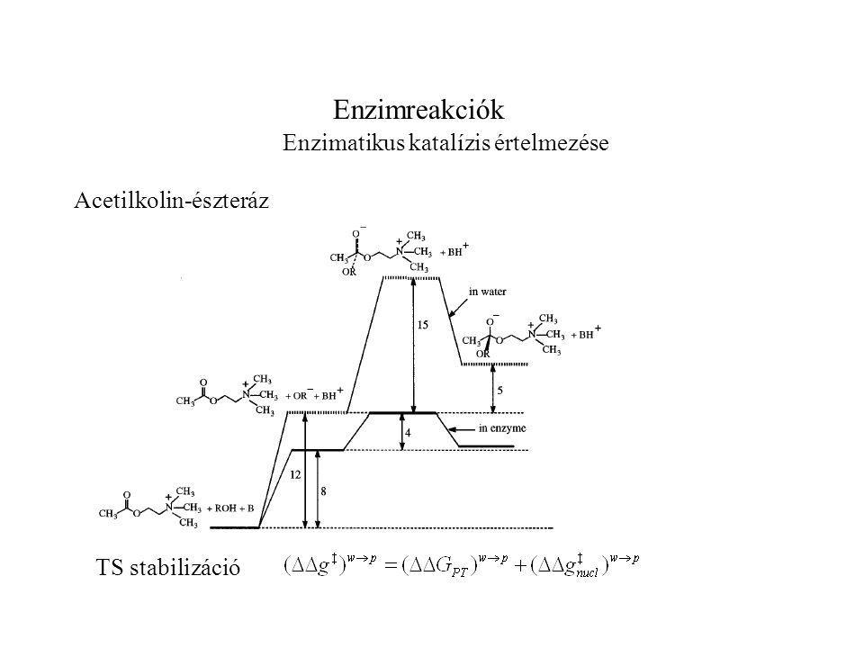 Enzimreakciók Enzimatikus katalízis értelmezése Acetilkolin-észteráz TS stabilizáció