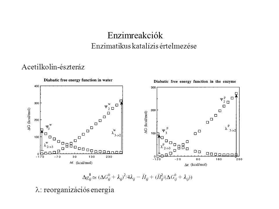 Enzimreakciók Enzimatikus katalízis értelmezése : reorganizációs energia Acetilkolin-észteráz