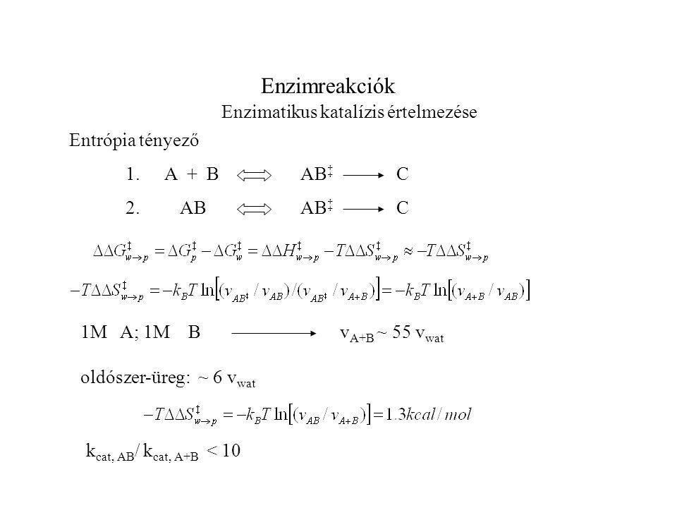 Enzimreakciók Enzimatikus katalízis értelmezése Entrópia tényező AB A + B CAB ‡ C 2.