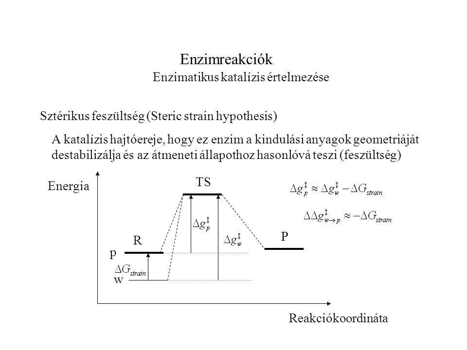 Enzimreakciók Enzimatikus katalízis értelmezése Sztérikus feszültség (Steric strain hypothesis) A katalízis hajtóereje, hogy ez enzim a kindulási anyagok geometriáját destabilizálja és az átmeneti állapothoz hasonlóvá teszi (feszültség) TS R P Reakciókoordináta Energia w p