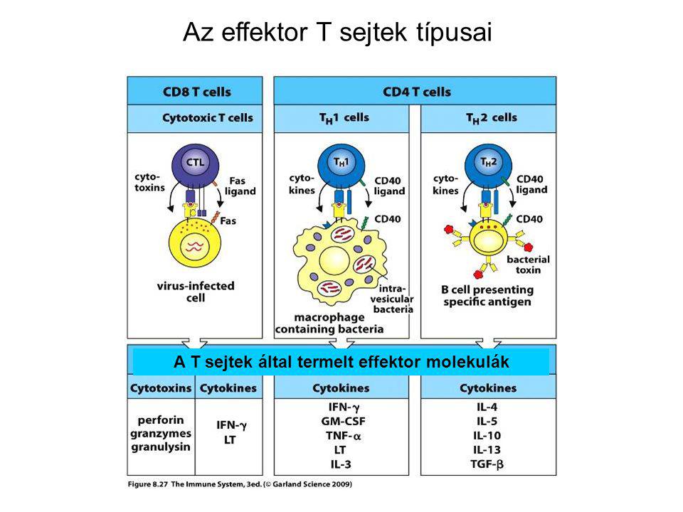 A T sejtek által termelt effektor molekulák Az effektor T sejtek típusai